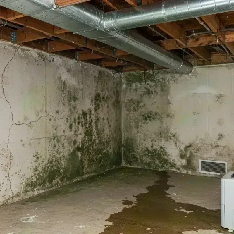 Professional Mold Removal in Quitman County, GA